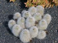 Silberglänzender Kaktushaufen